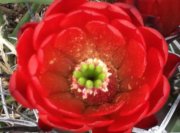 Red Flower image