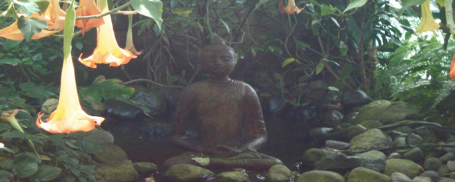 Budda In the Forest