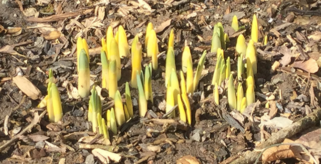 First signs of Spring